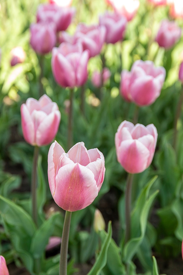 /media/article/tulipaner-fra-gavnoe.jpg