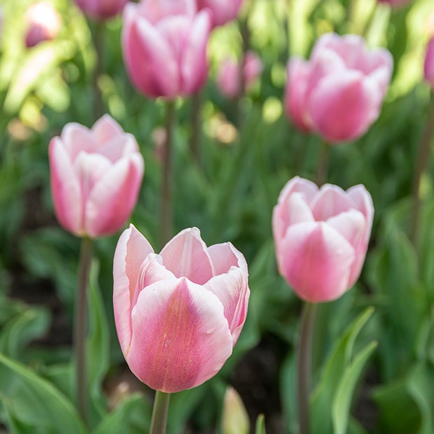 /media/article/tulipaner-fra-gavnoe.jpg