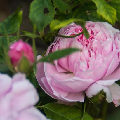 Vælg de rigtige roser til haven, og din have vil dufte og se smuk ud til enhver tid.