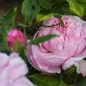 Vælg de rigtige roser til haven, og din have vil dufte og se smuk ud til enhver tid.