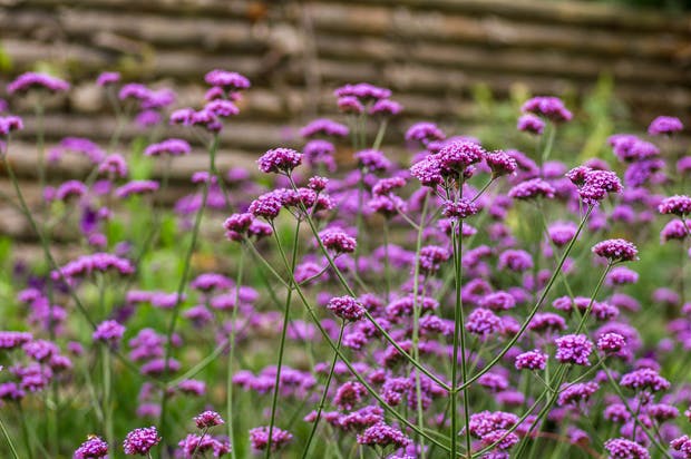 Verbena bonariensis, Kæmpeverbena, er en af sensommerens fineste planter.