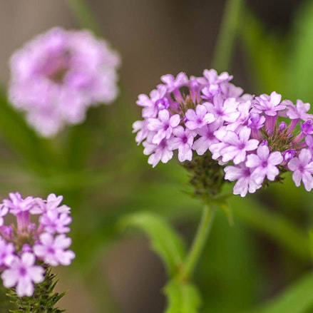 Verbena rigida, Violjernurt, får fine violette blomster.