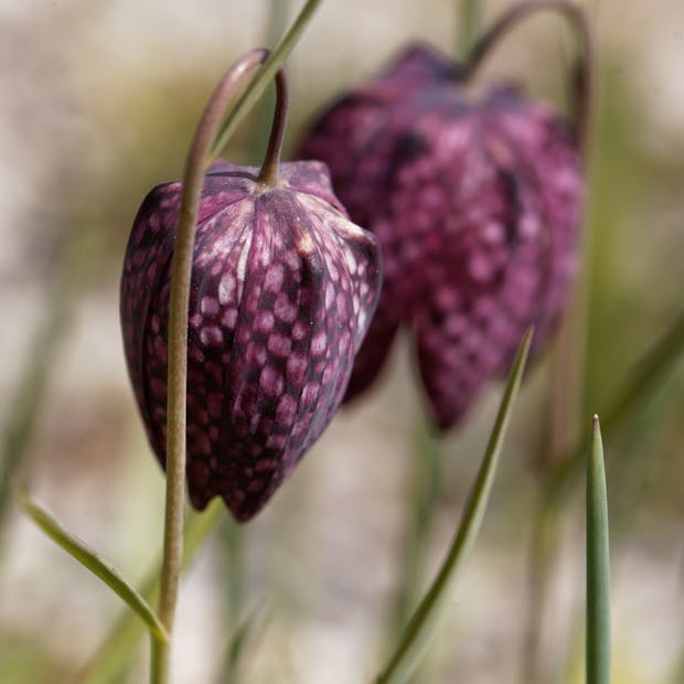 Alm. vibeæg, Fritillaria meleagris.