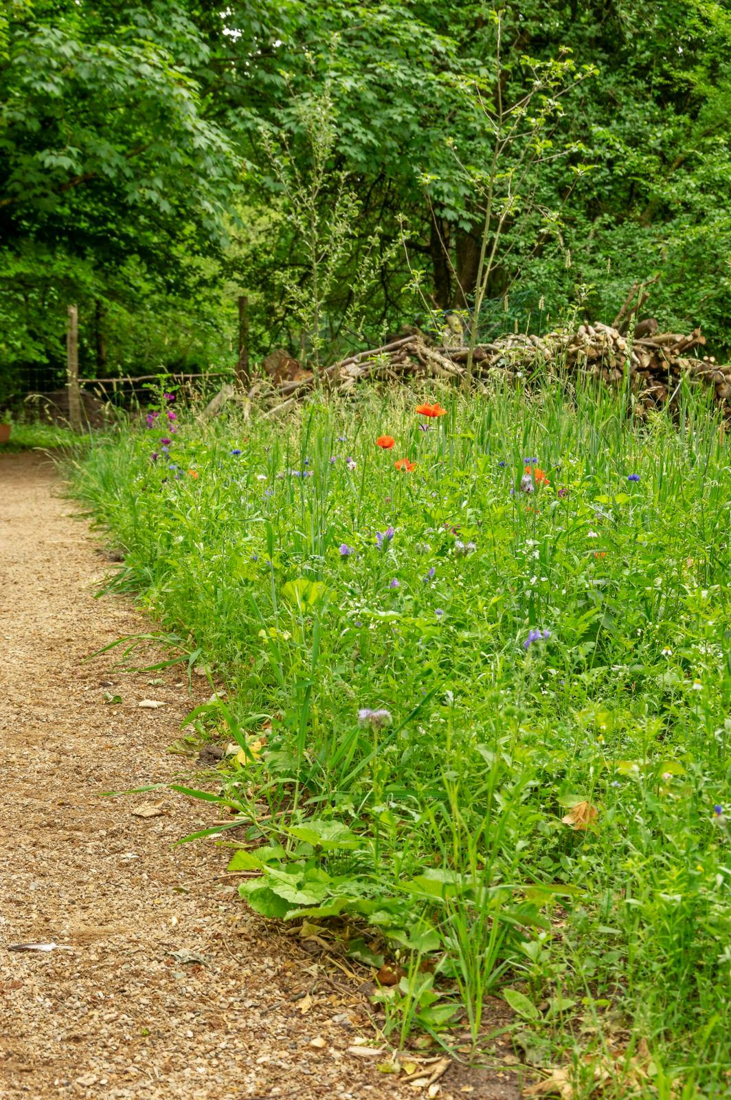 Den smukkeste vilde blomstereng i haven.