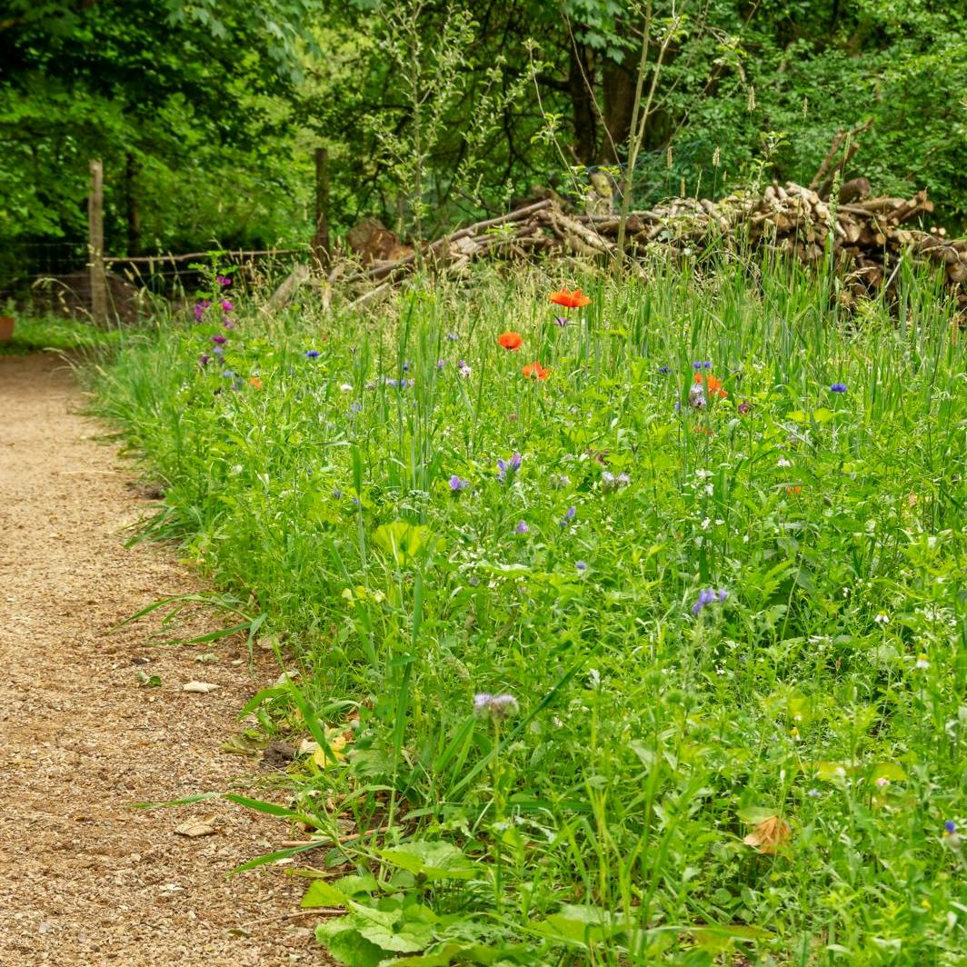 Den smukkeste vilde blomstereng i haven.