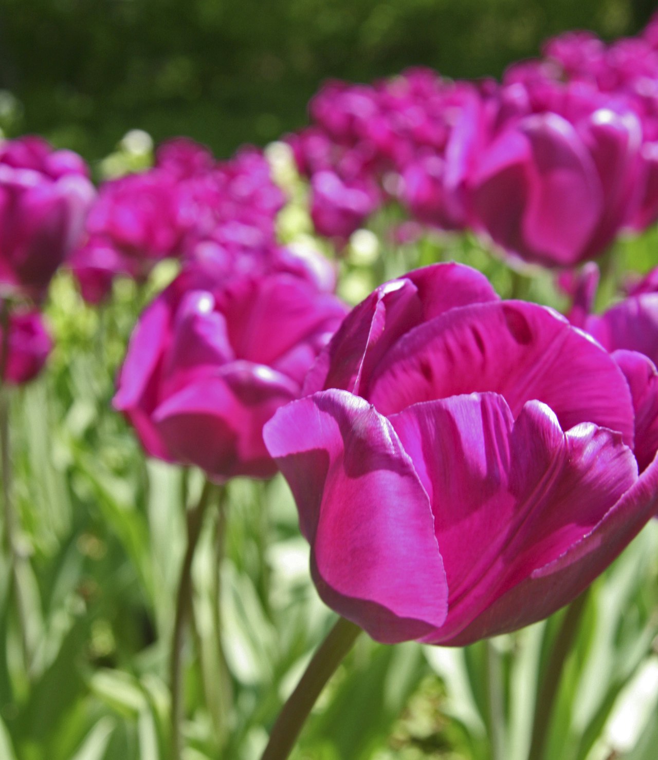 /media/websites/isabellas-dot-dk/website/have/dekoration-og-buketter/lav-smukke-buketter-med-tulipaner-p.jpg