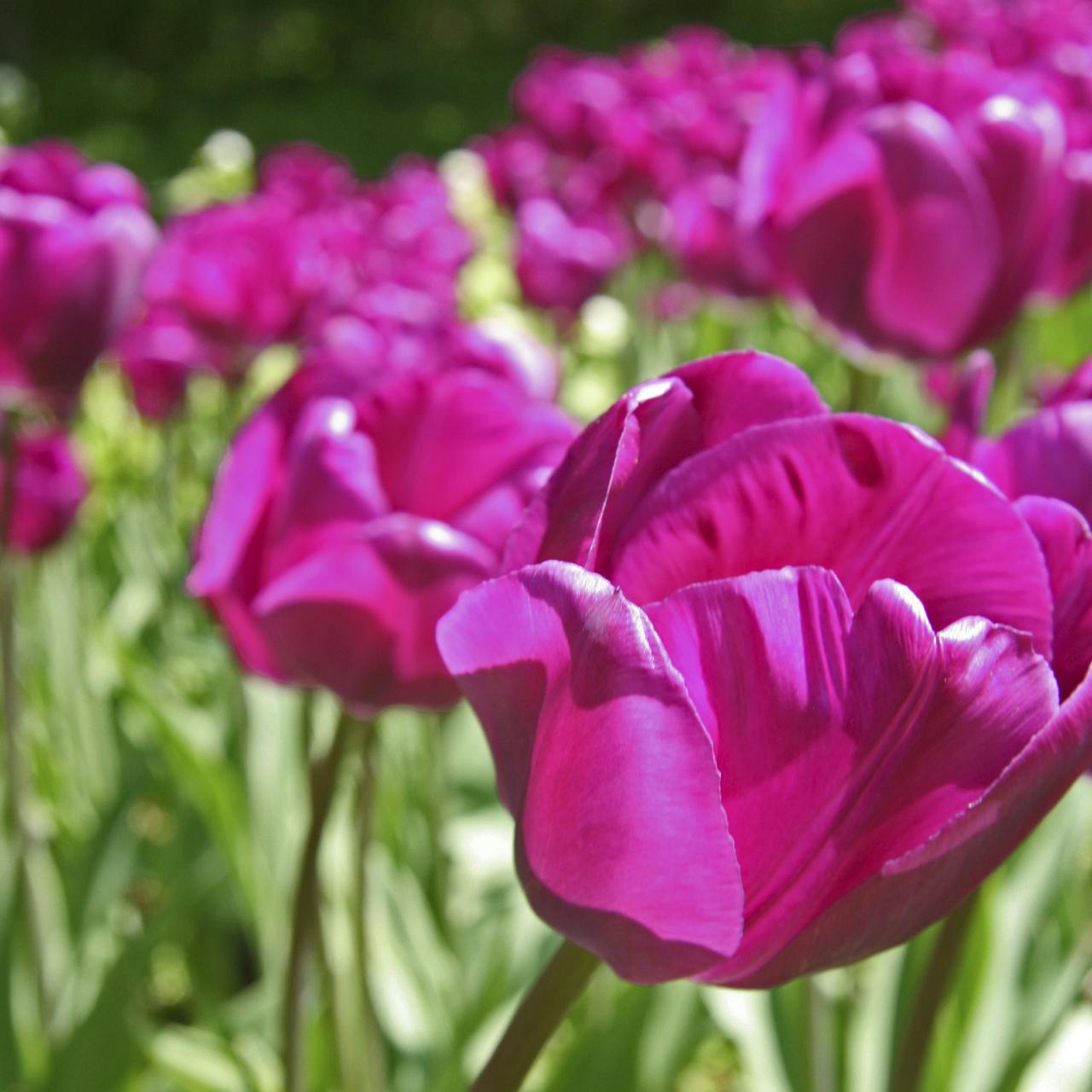 https://imgix.isabellas.dk/media/websites/isabellas-dot-dk/website/have/dekoration-og-buketter/lav-smukke-buketter-med-tulipaner-p.jpg