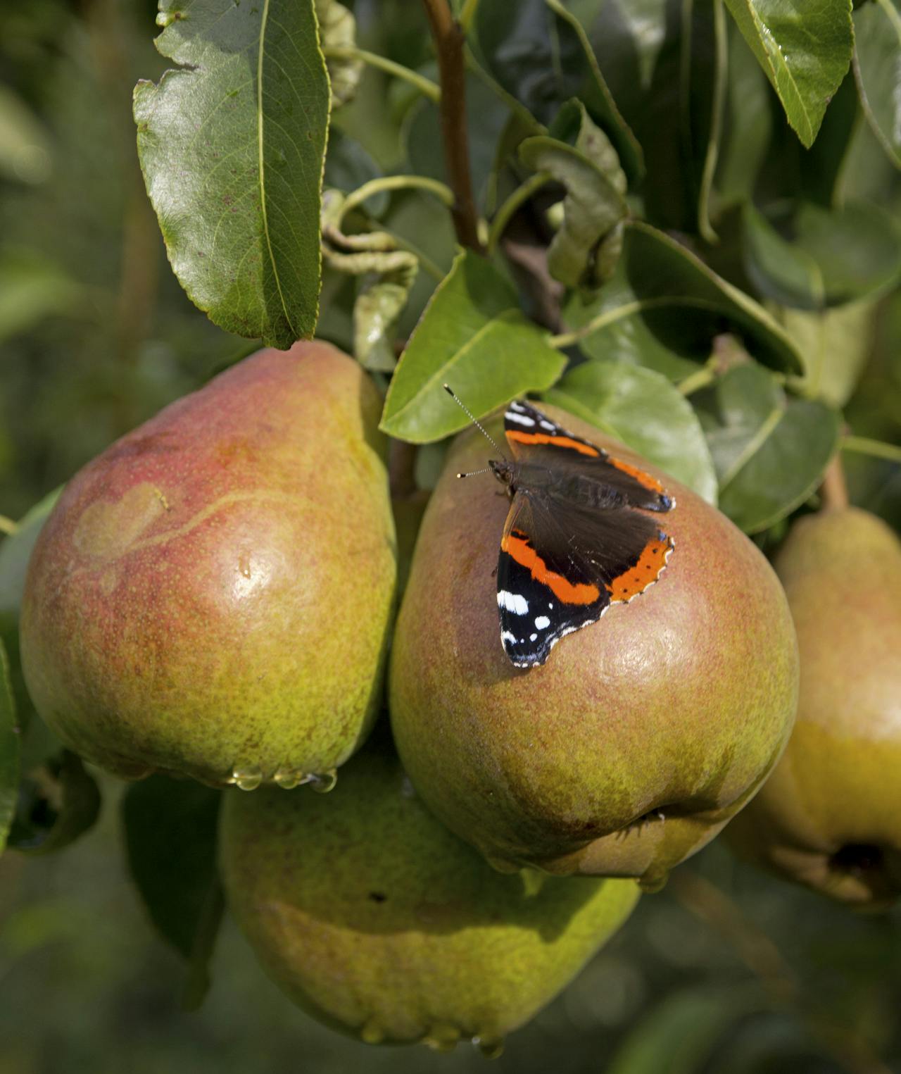 Undgå skadedyr i pæretræet