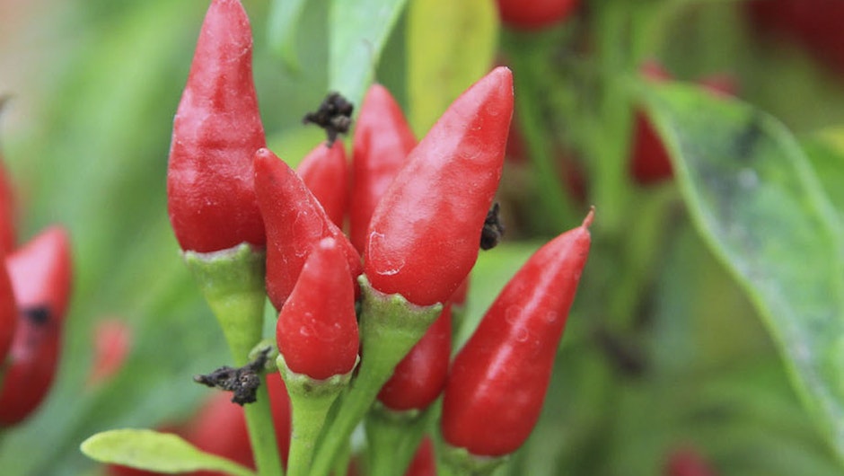bredde Overfladisk indre Sådan dyrker du chili | ISABELLAS