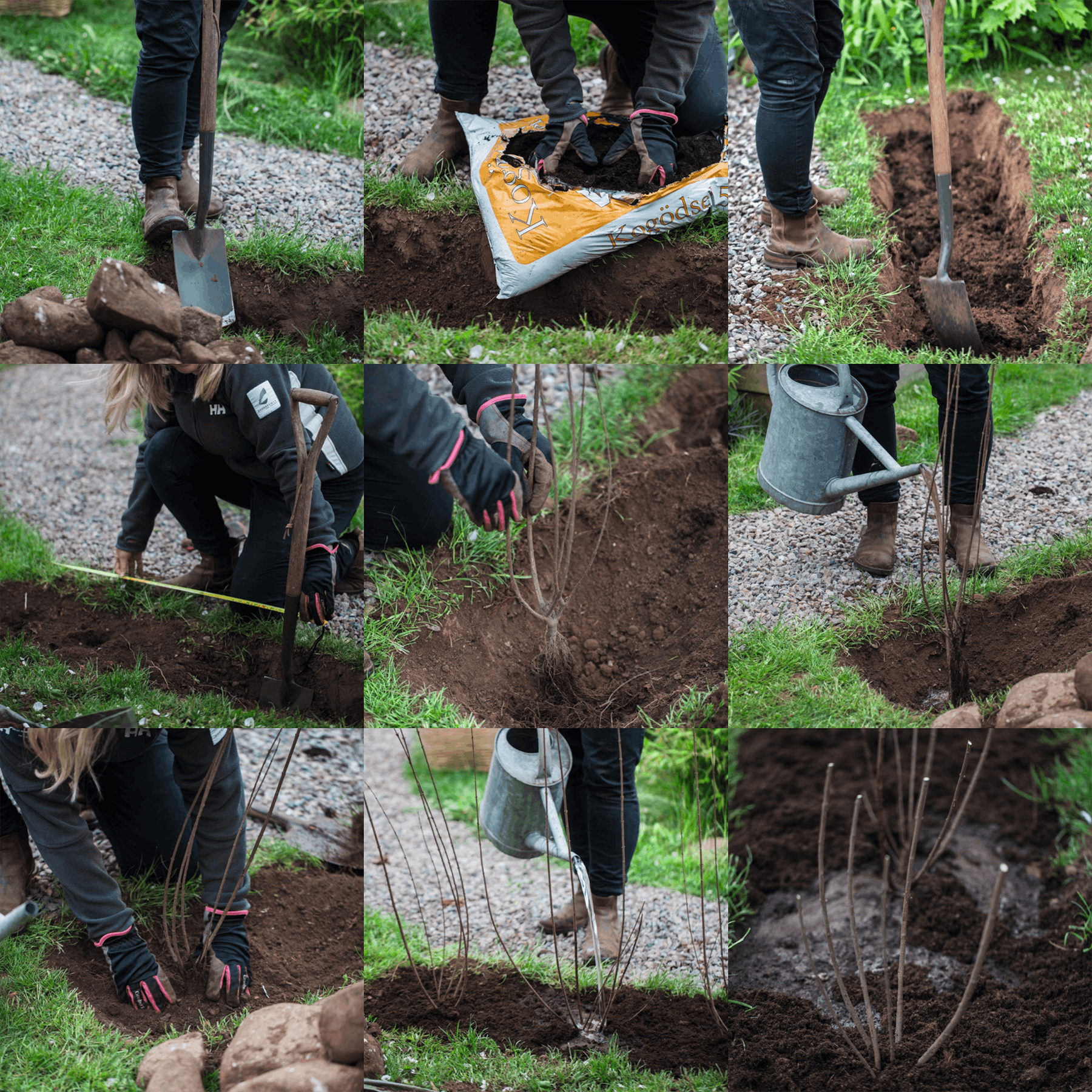 Sådan planter du ligusterhæk