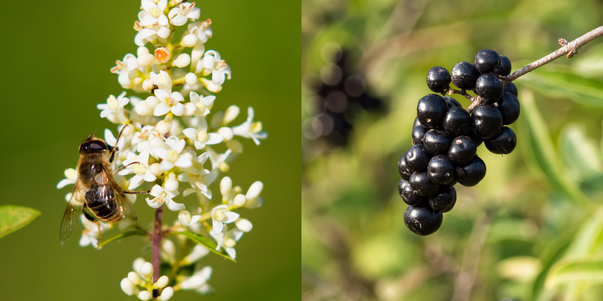 Smukke hvide ligusterblomster, og blanke sorte bær. 