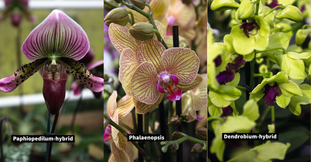 Tre af vores favorit orkidéer.