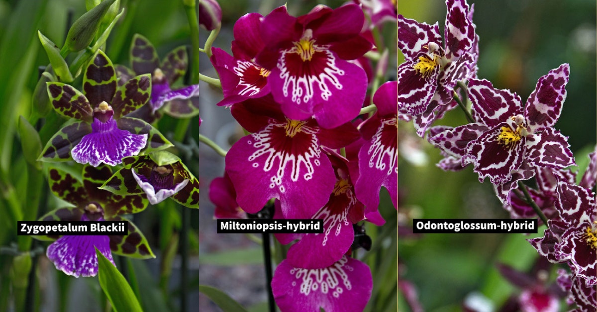 Farverige og mønstrede orkidéer
