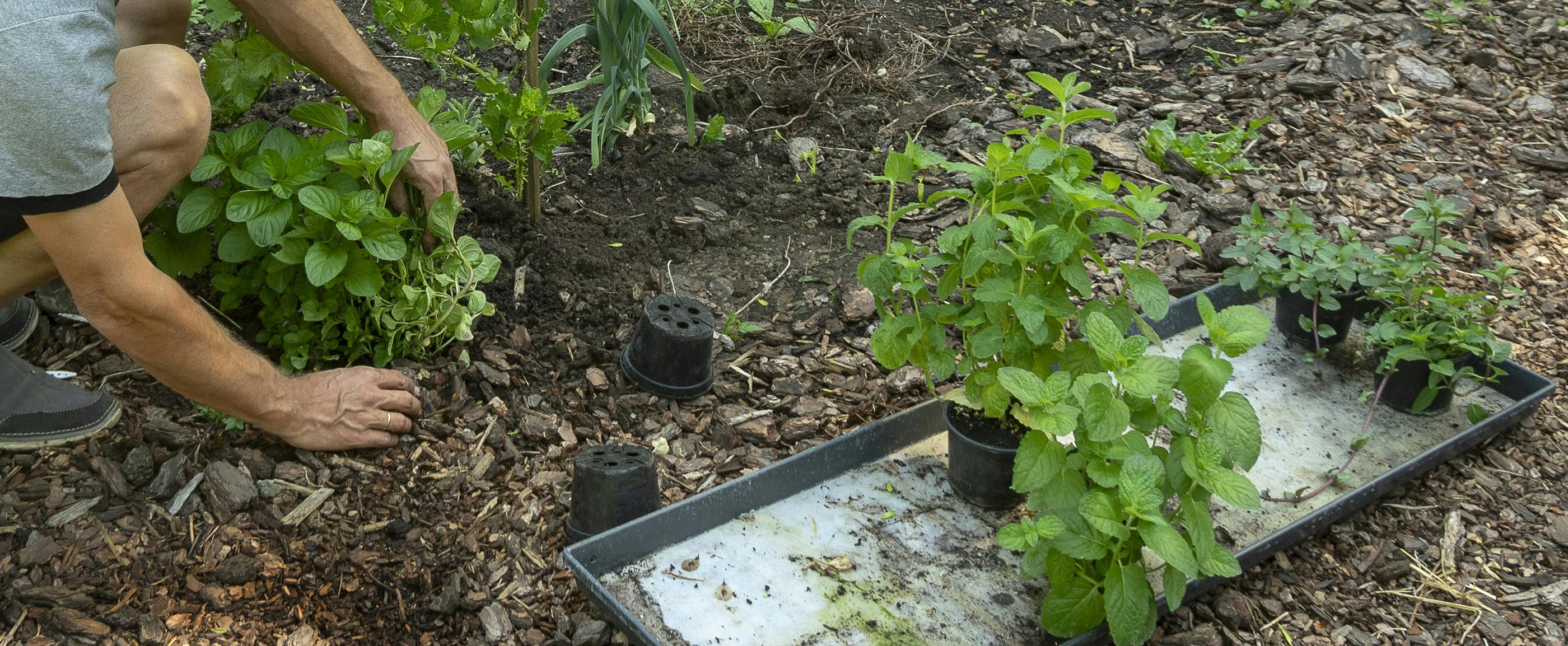 Sådan plantes mynte