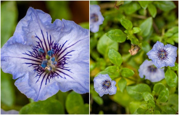 Skønne, sartblå pokalblomster.