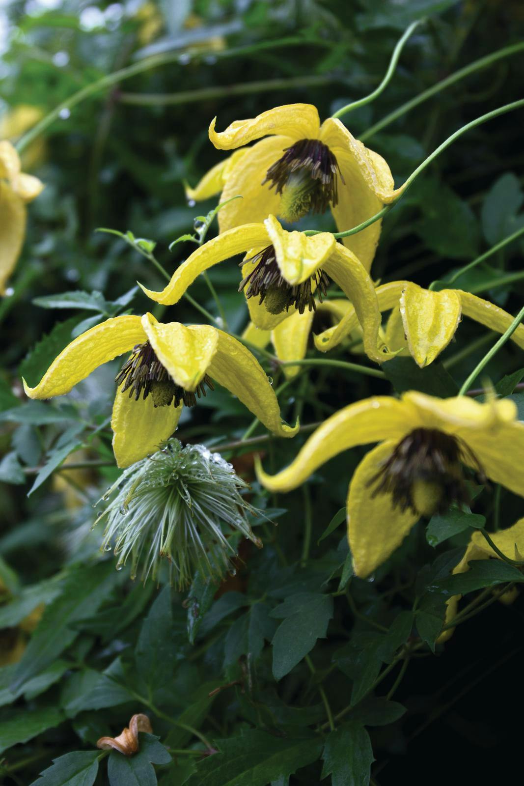 Clematis orientalis ’Orange Peel’ 