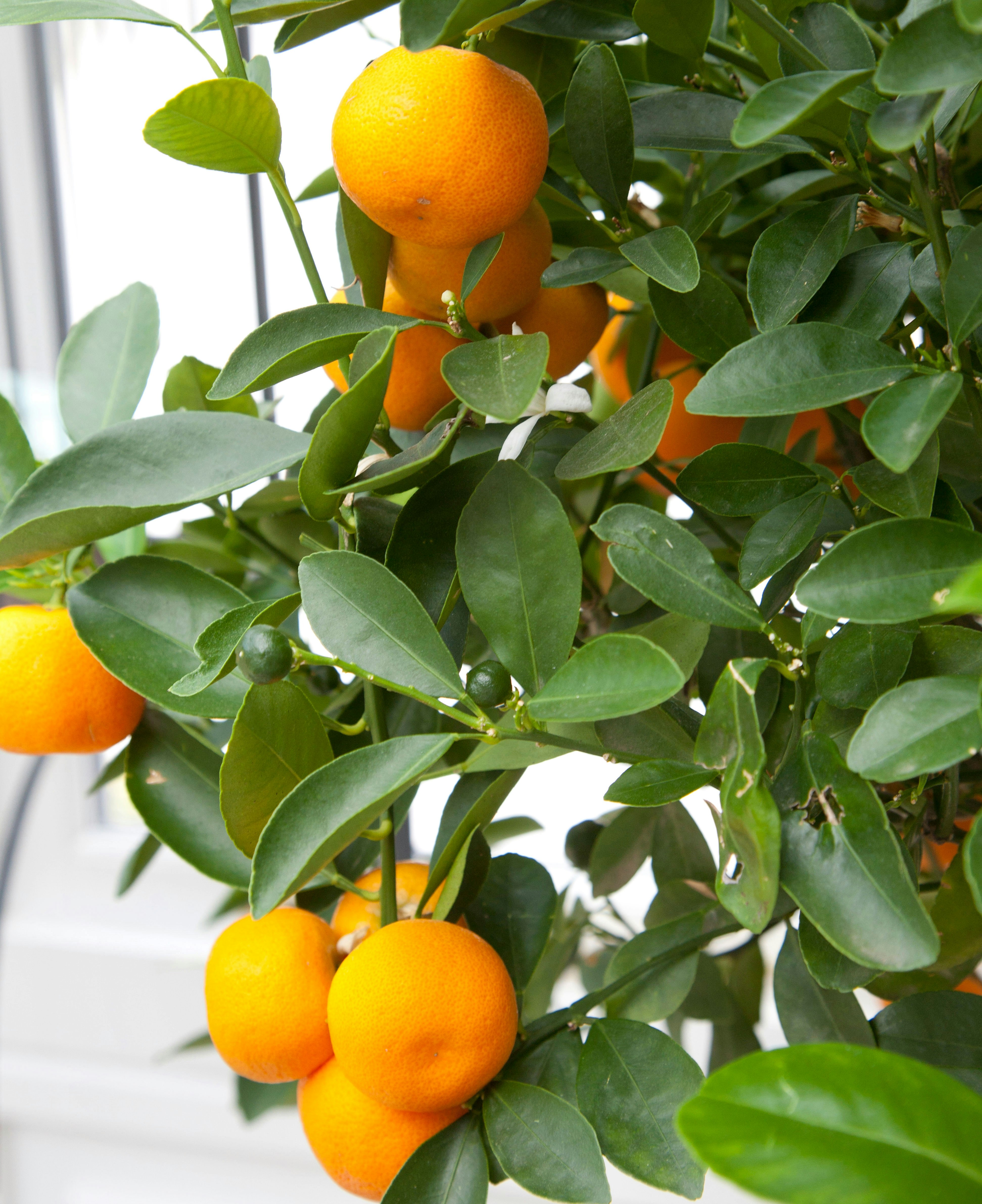 Appelsintræ i orangeri
