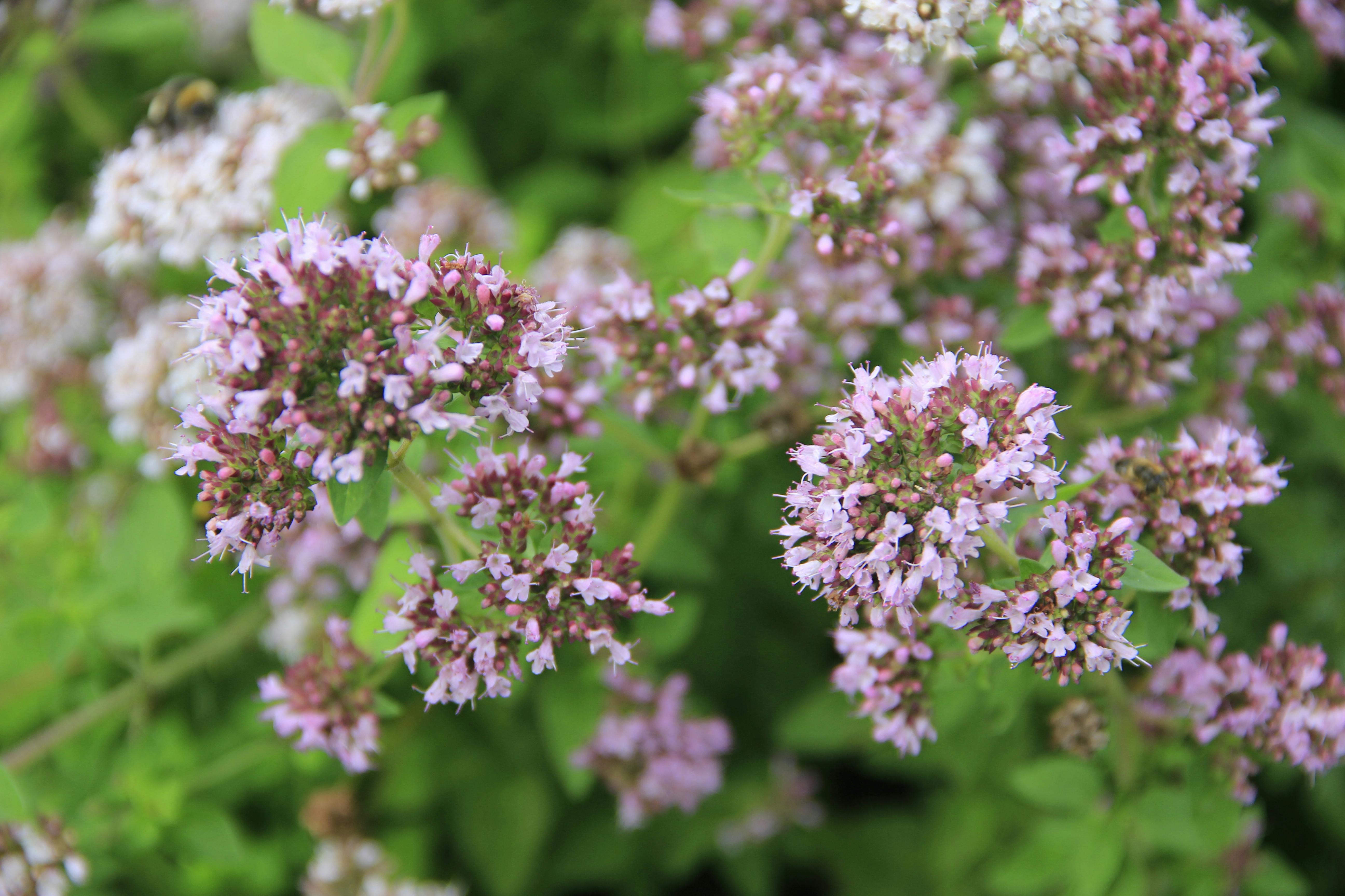 Oregano vulgare