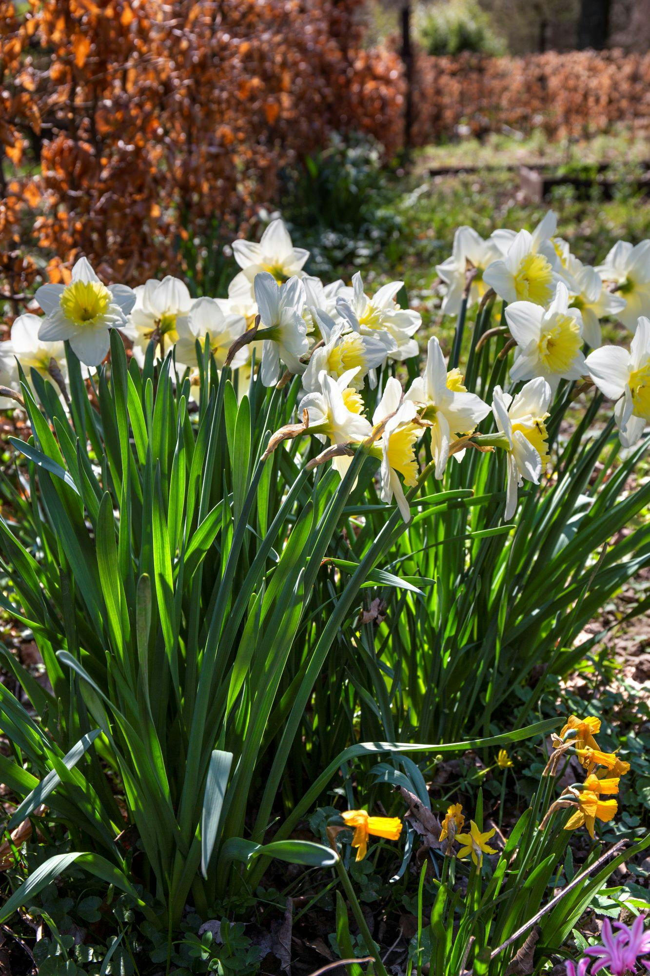 Påskeliljer i haven