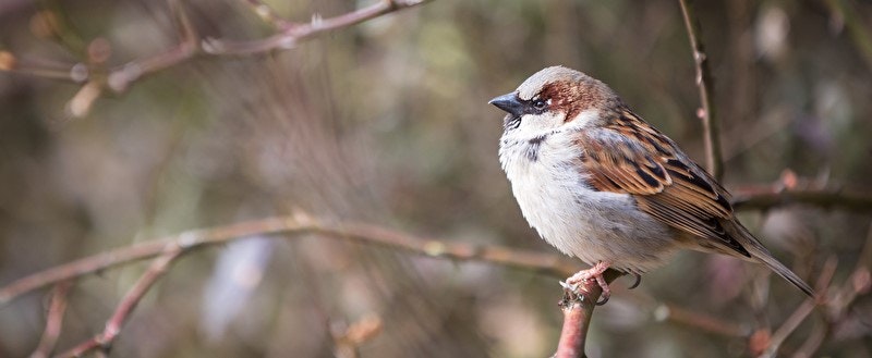 Passer domesticus, gråspurv