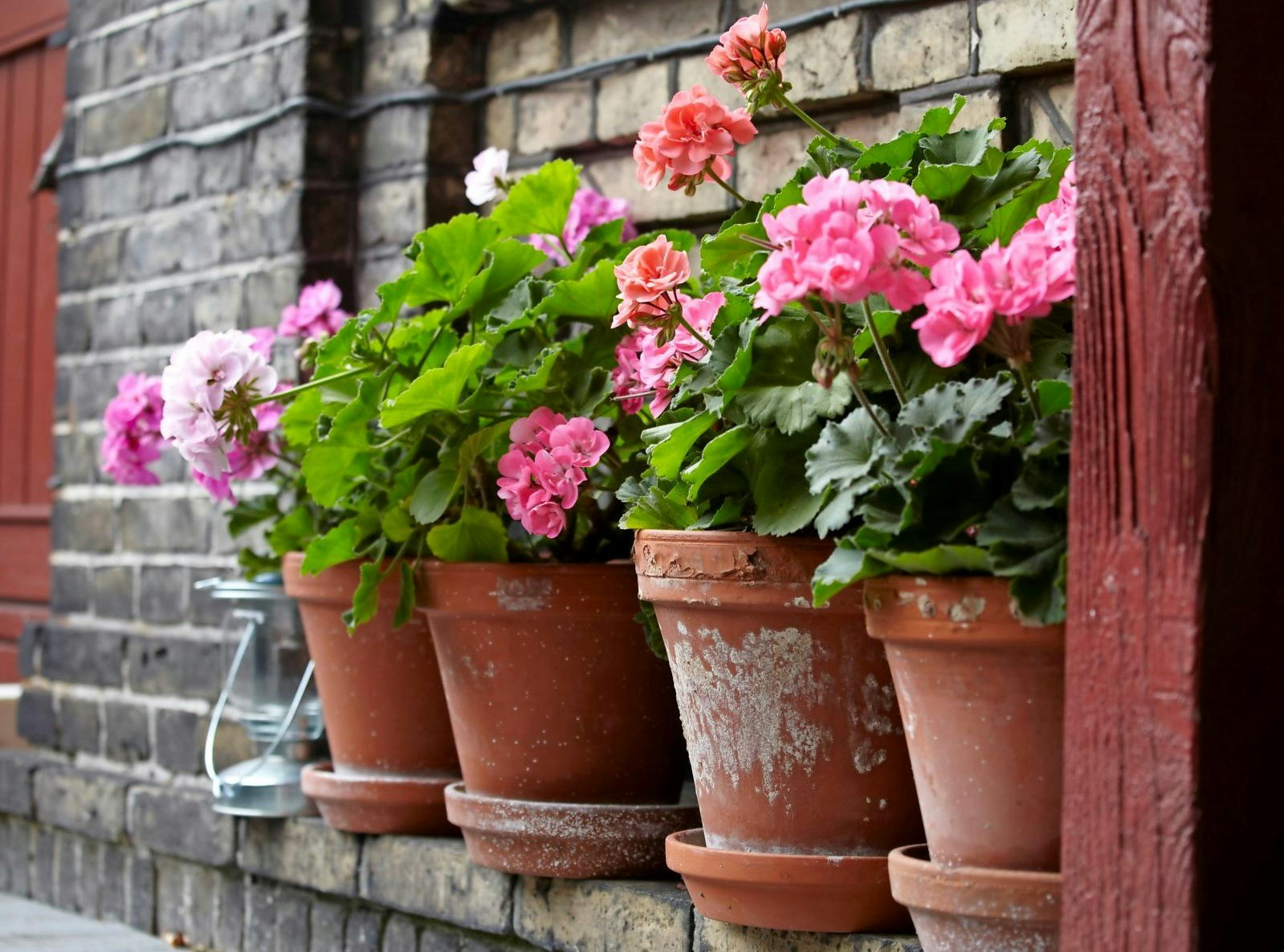 Fine pelargonier i potter på række.