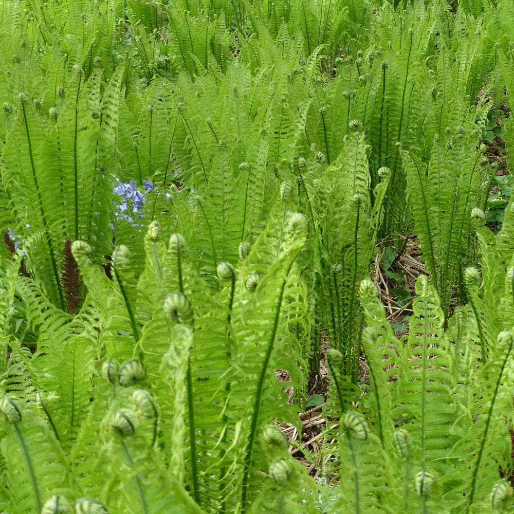 Drue- eller perlebregne (onoclea sensibilis)