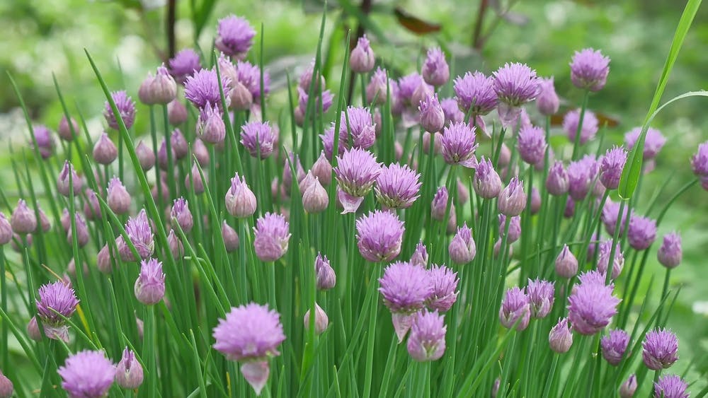 Purløg med smukke blomster.