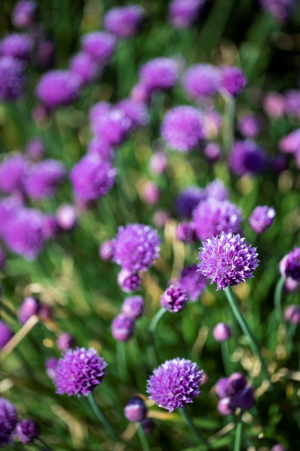 Blomstrende purløg