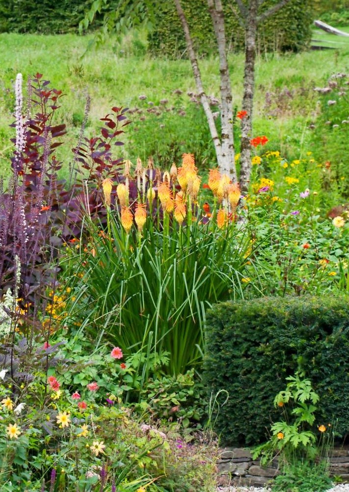 Raketblomst: Kniphofia linearifolia