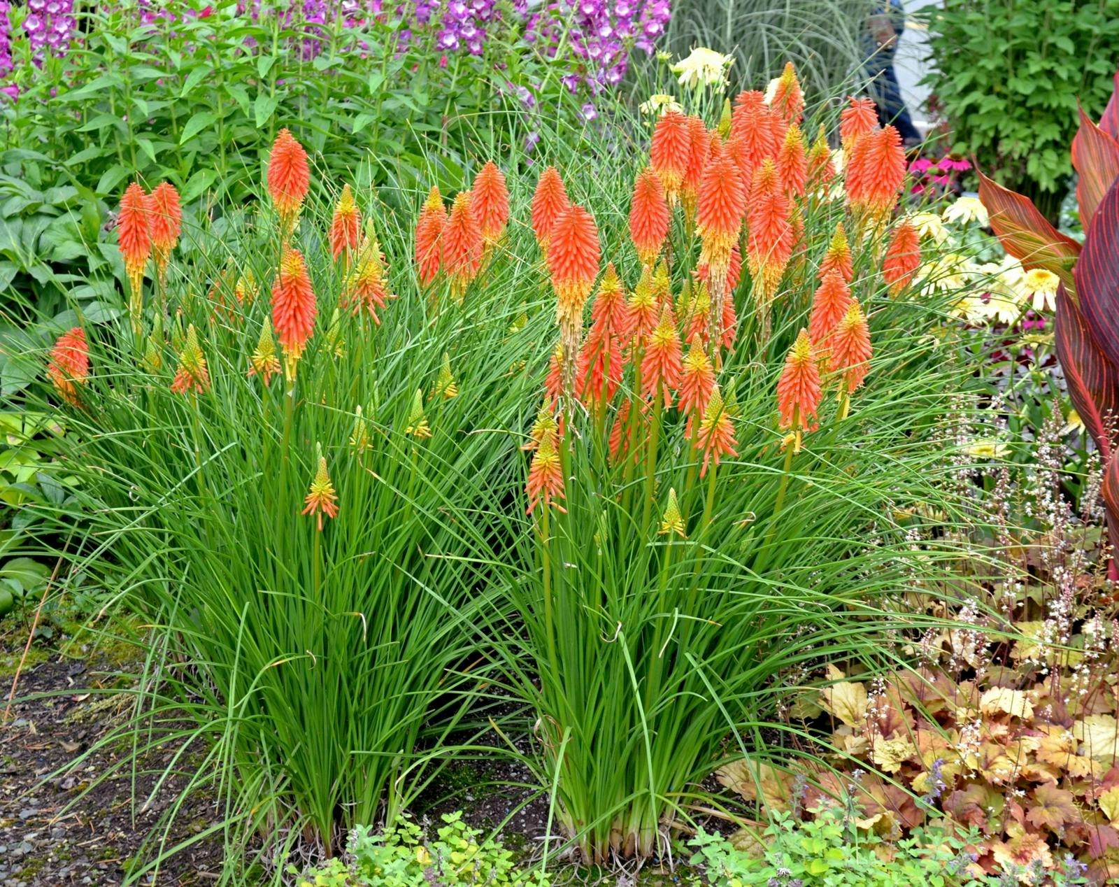 Raketblomst: Kniphofia ‘Papaya Popsicle’