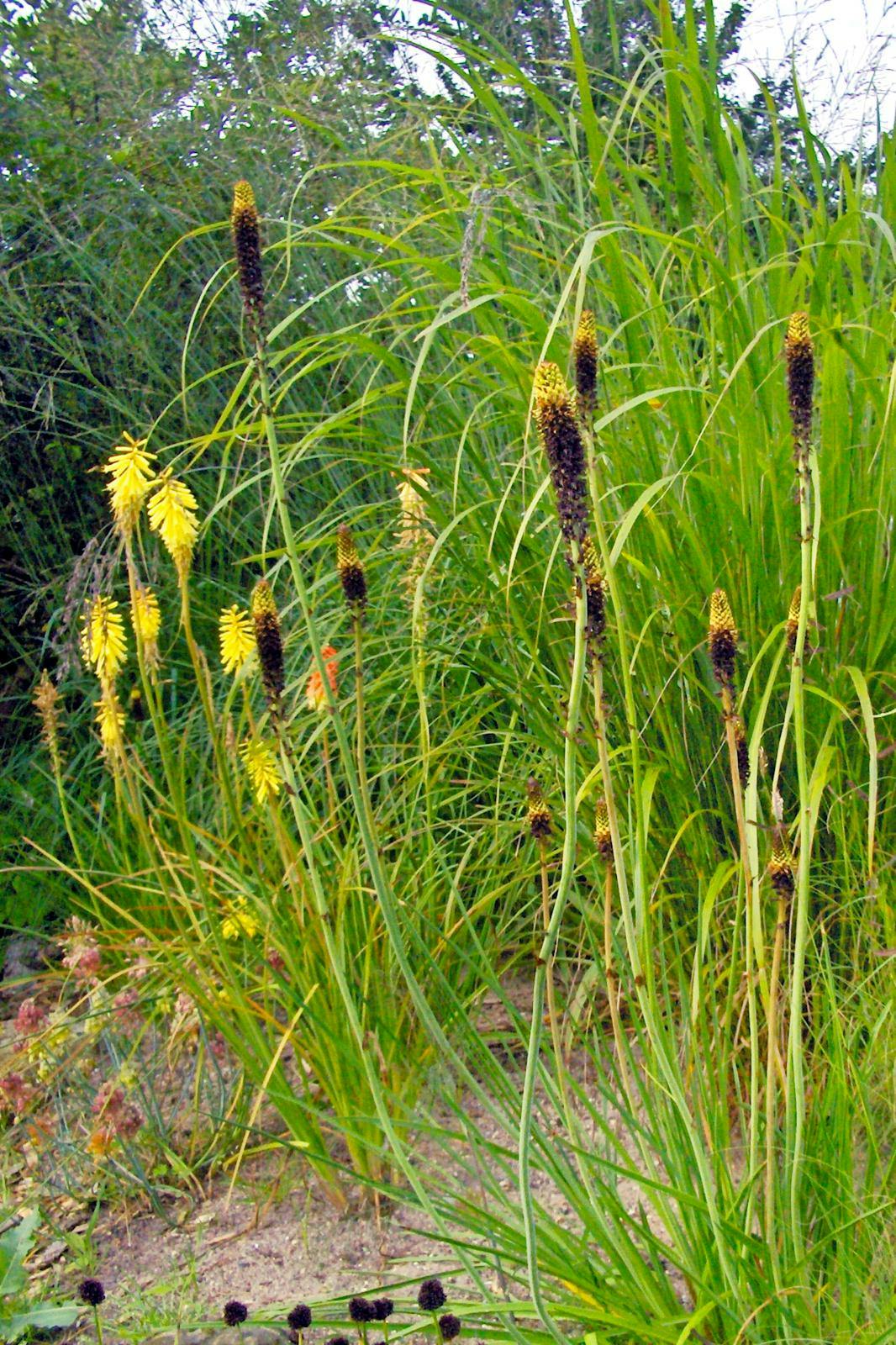 Raketblomst: Kniphofia brachystachya