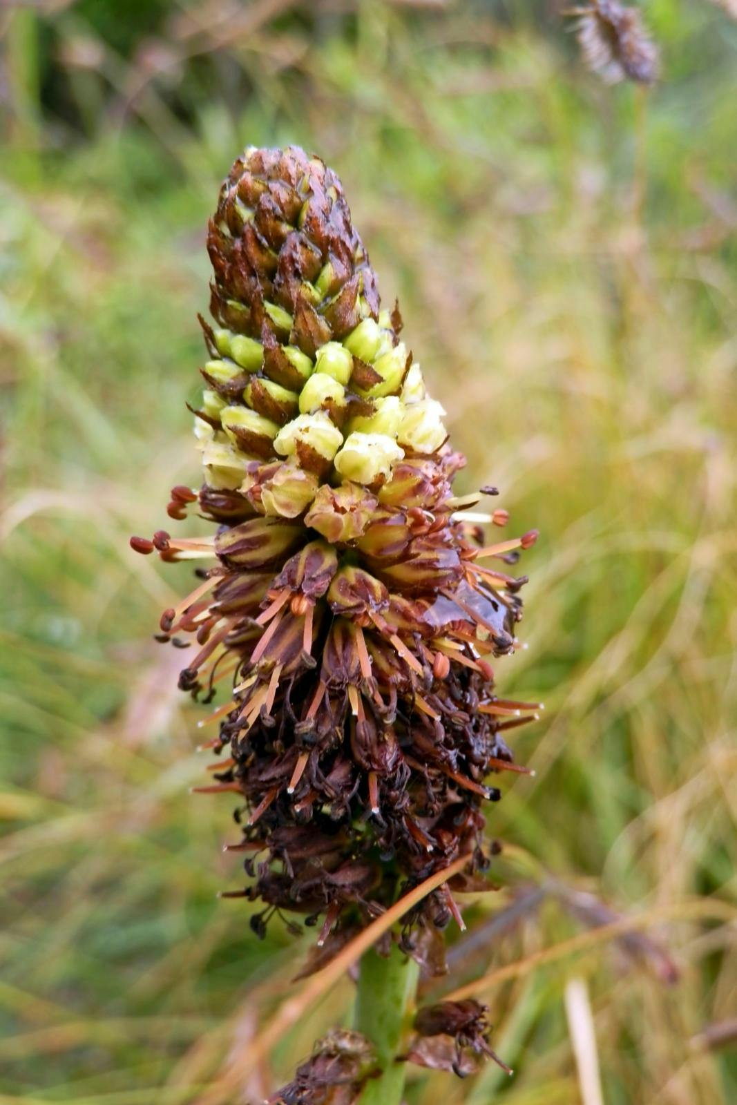 Raketblomst: Kniphofia brachystachya