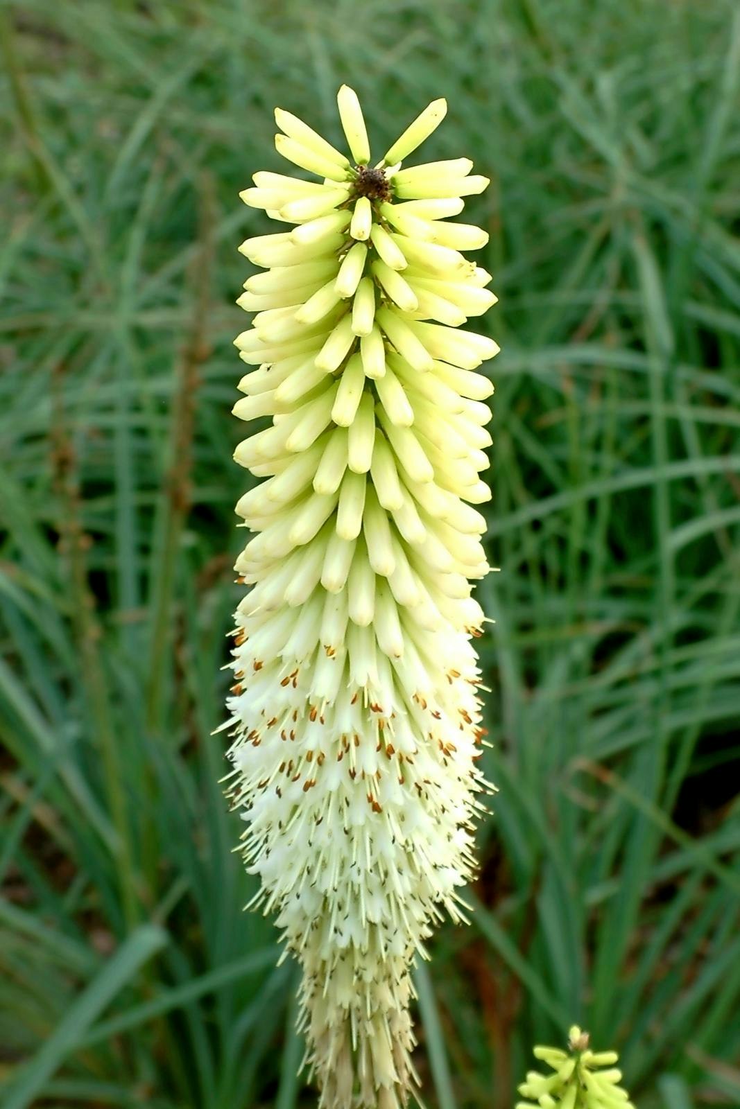Raketblomst: Kniphofia "Ice Queen" 