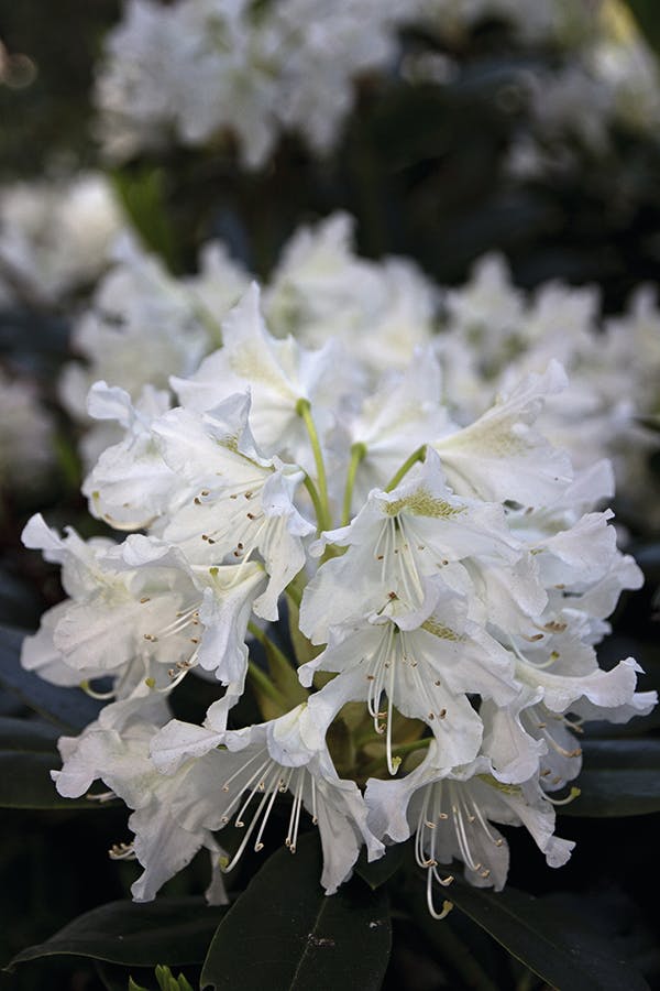 Rhododendron ’Cunningham’s White’