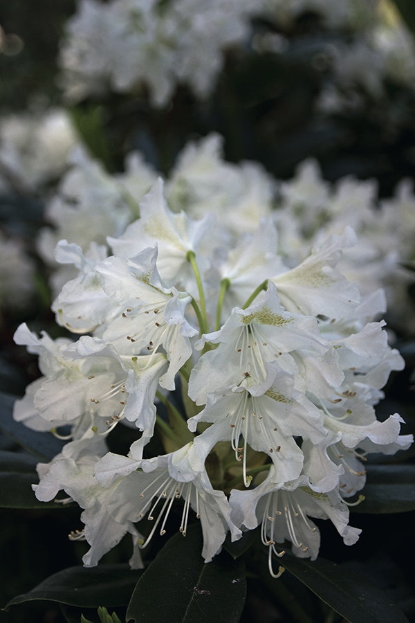 Rhododendron ’Cunningham’s White’