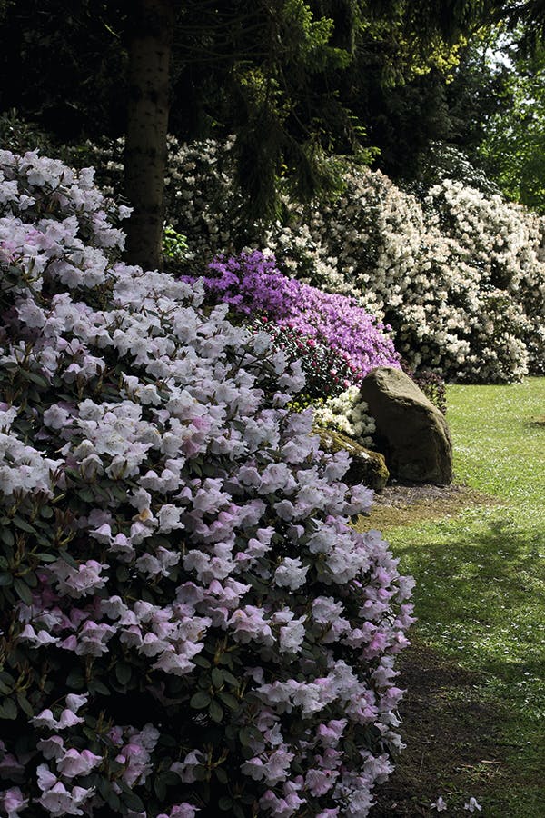 ’Cascaro’ rododendron