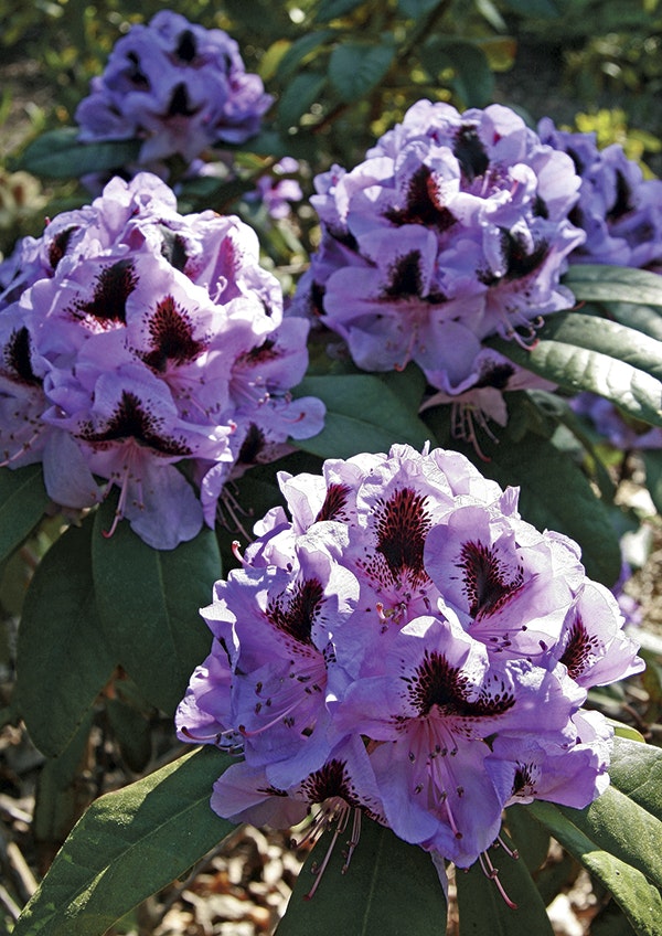 Rhododendron ’Metallica’