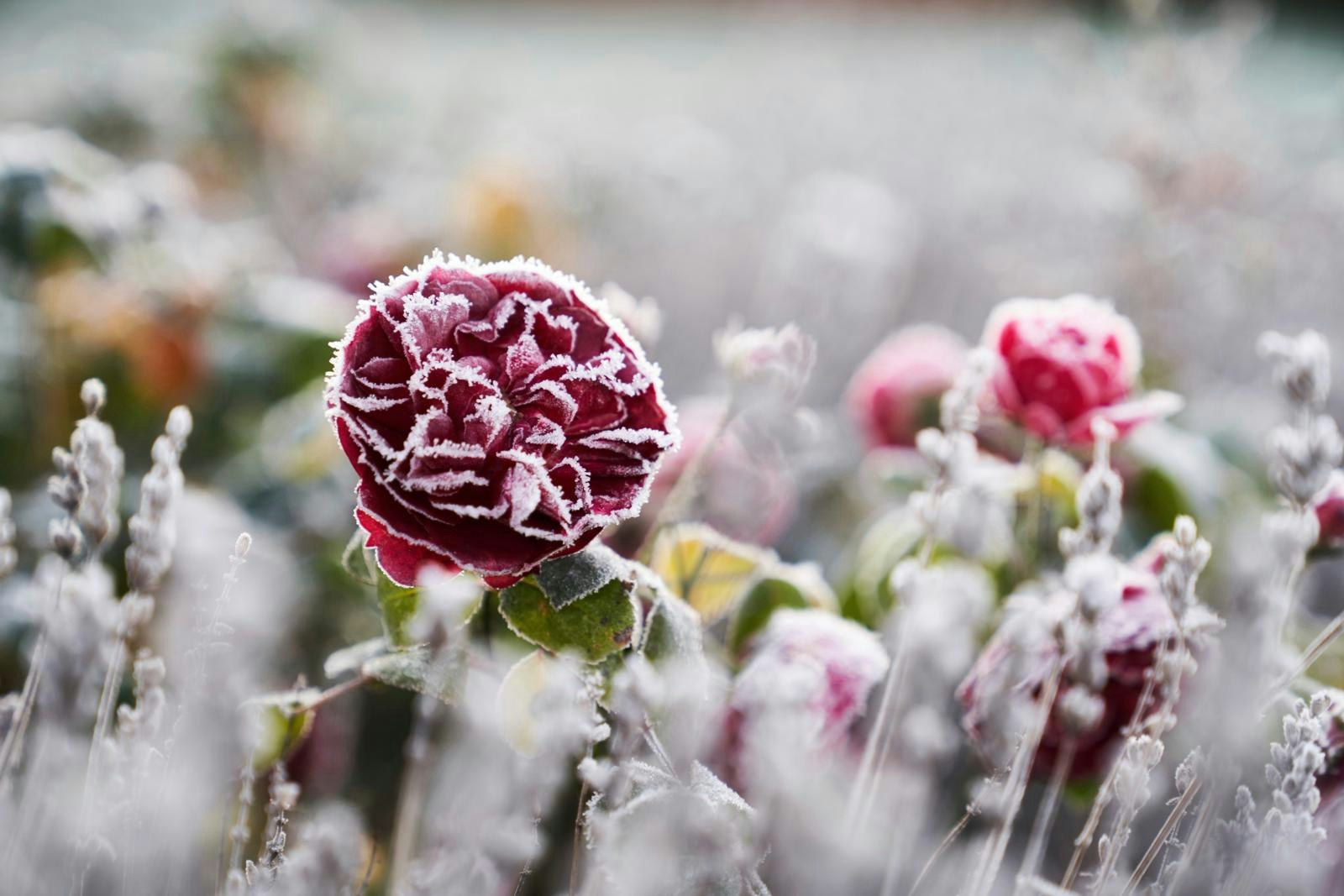 Roser kan også give farve i vinterhalvåret, hvis de får lov at stå.