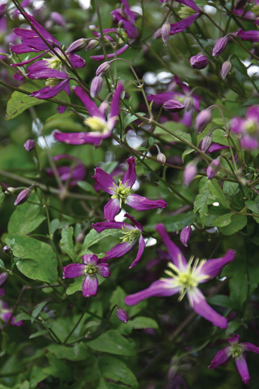 ‘Rubromarginata’