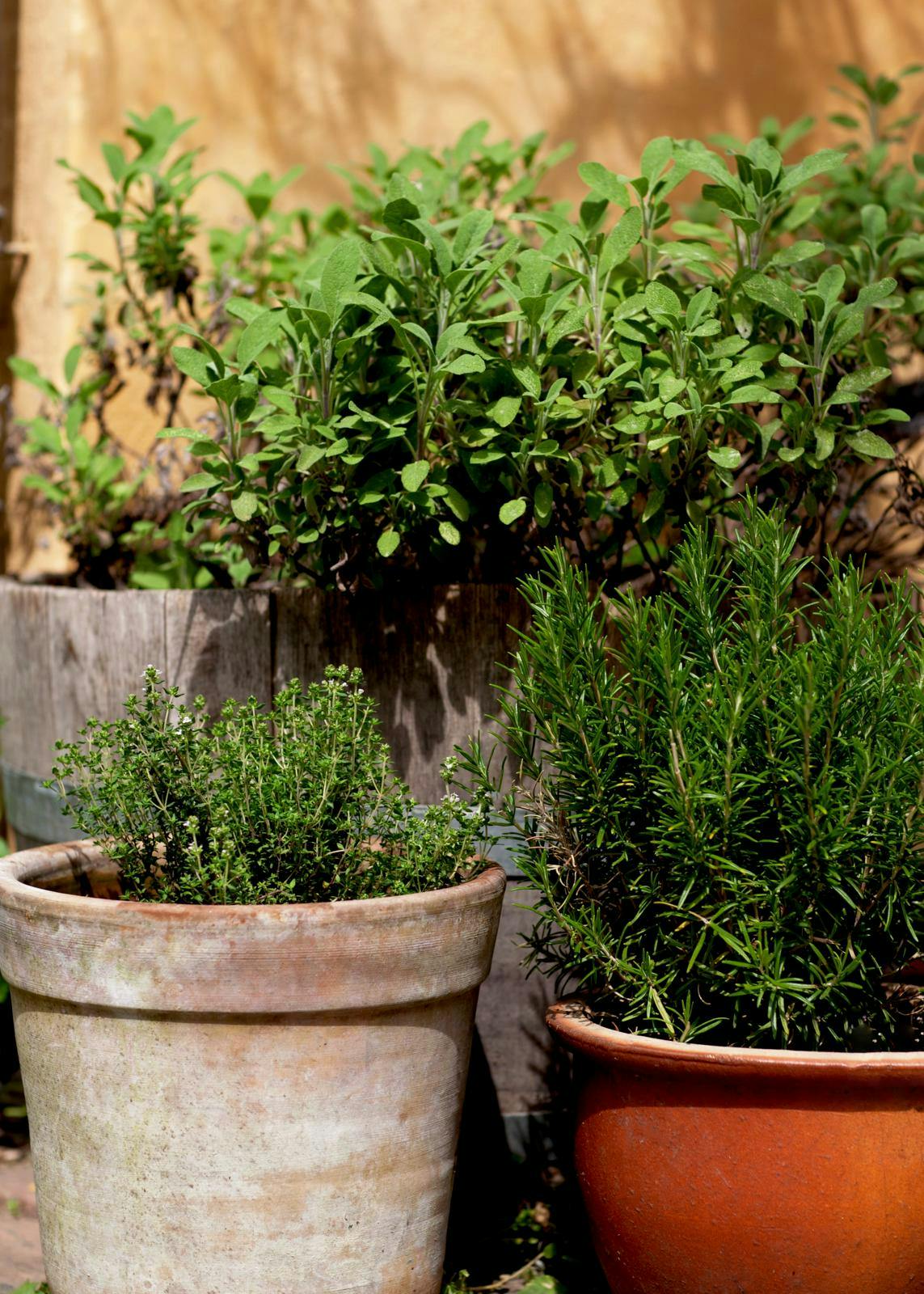 Salvie, rosemarin og timian i krukker