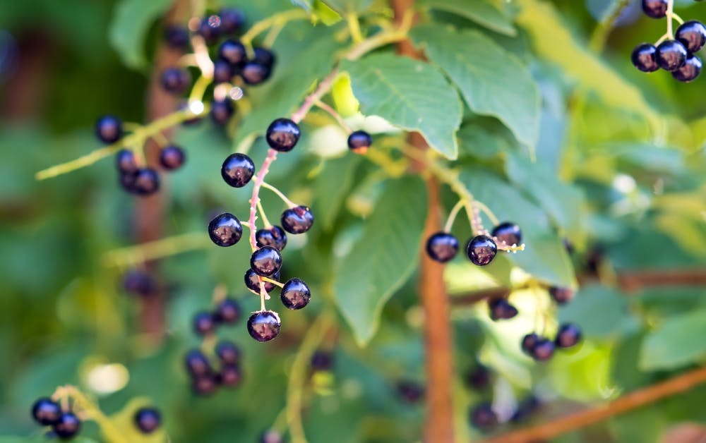 Prunus padus - alm. hæg - god til fugle.