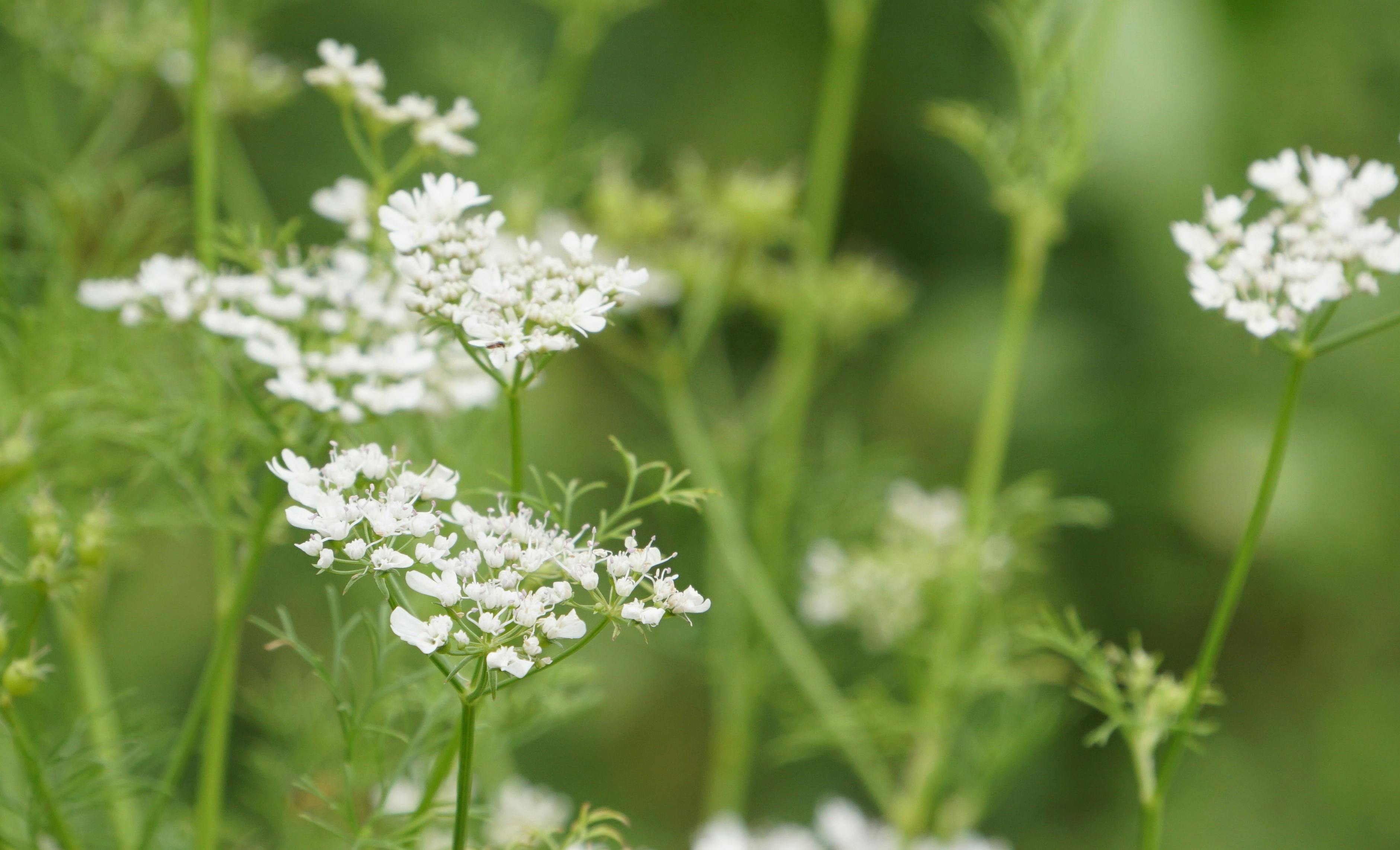 Smukke korianderblomster