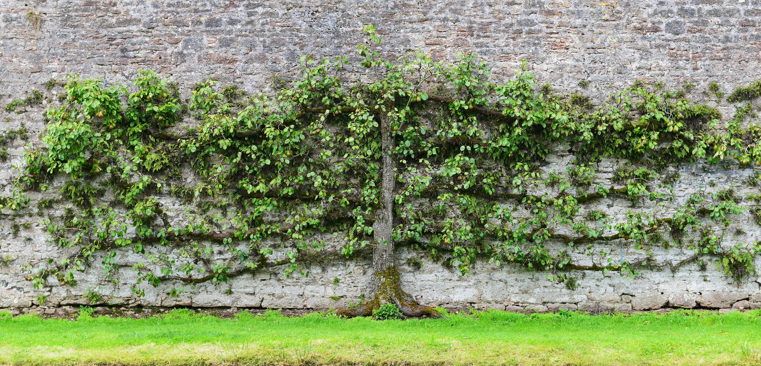Smukt gammelt pæretræ som espalier på væg