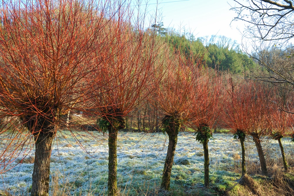 Salix alba 'Britzensis' står flot med rødorange grene.