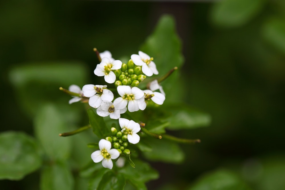 Brøndkarse får små, hvide blomster.