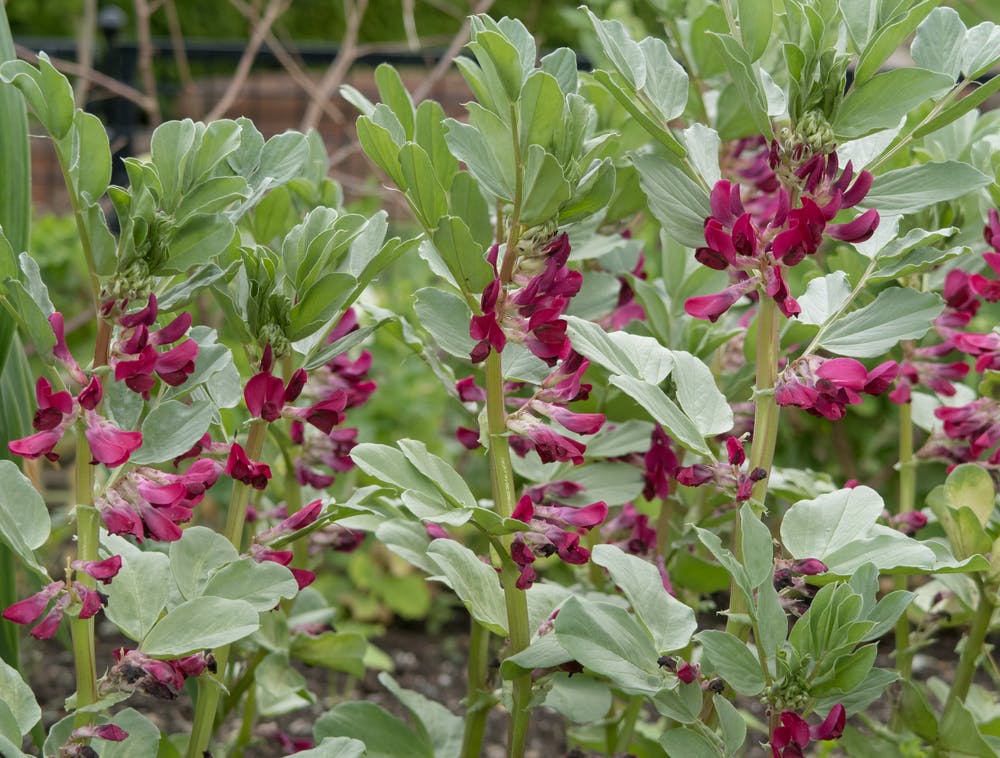 Hestebønne, Vicia faba ’Crimson Flowered’