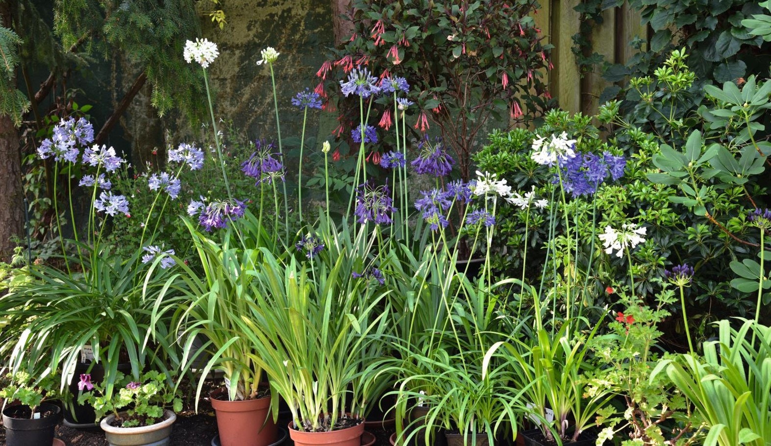 Agapanthus i potter - så er de lette at overvintre.