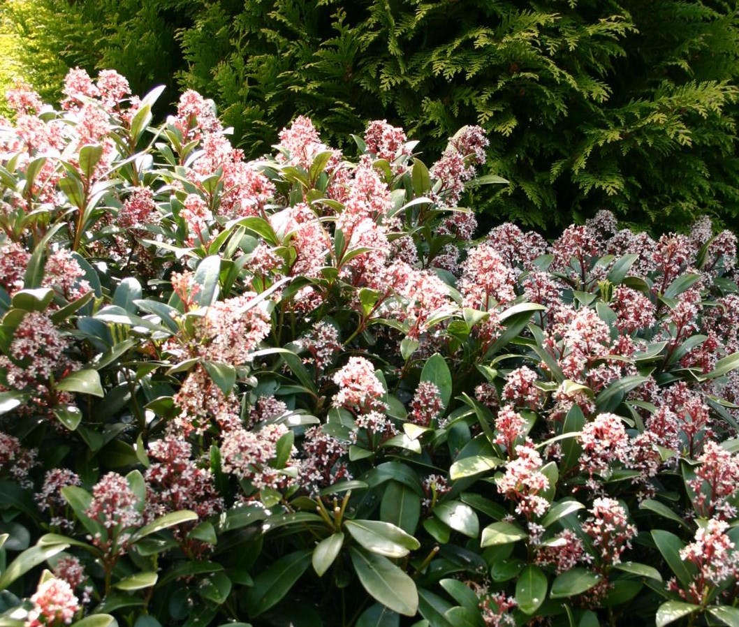 Skimmia får skønne blomster, og har stedsegrønt løv.