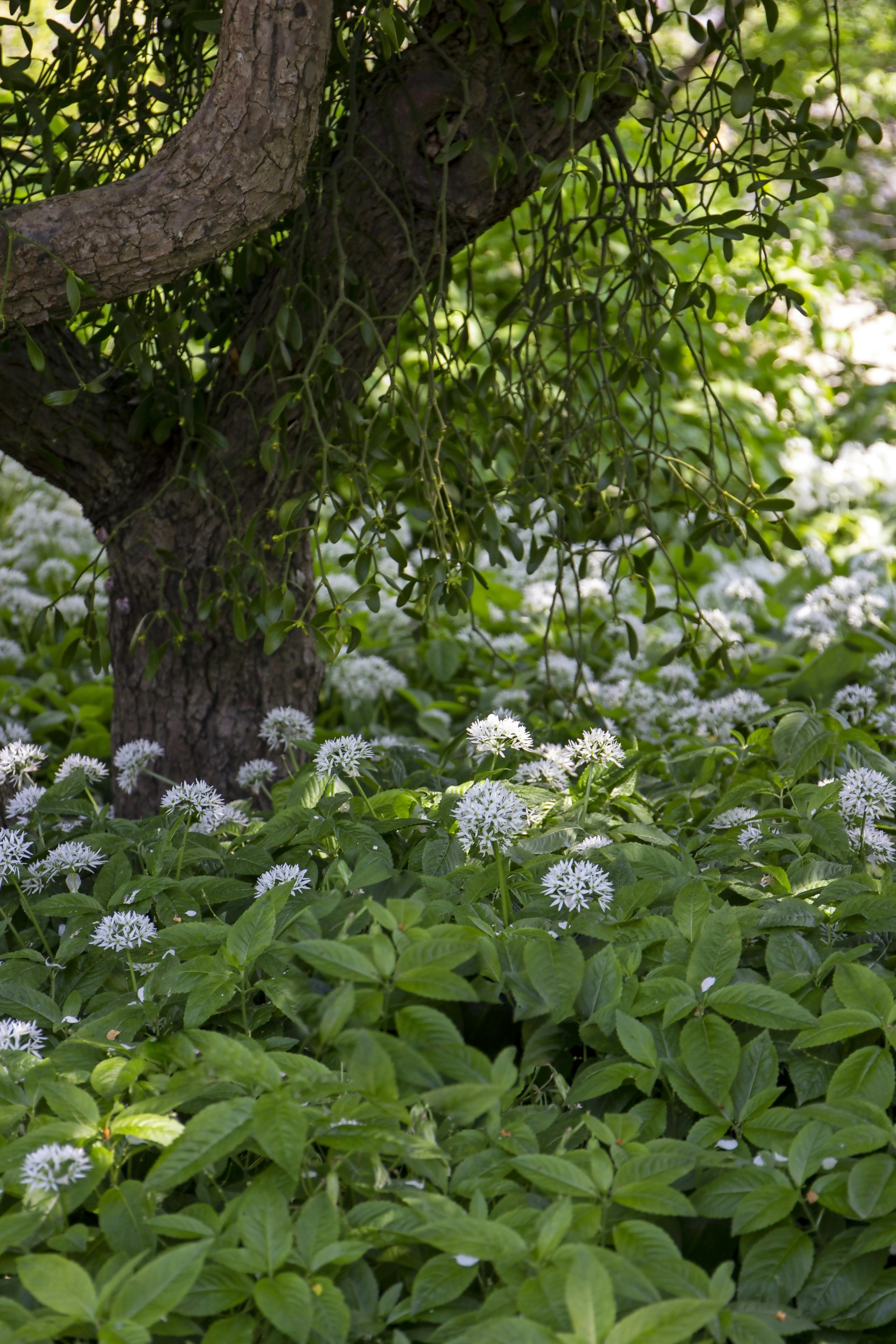 Skovbund dækket af ramsløg