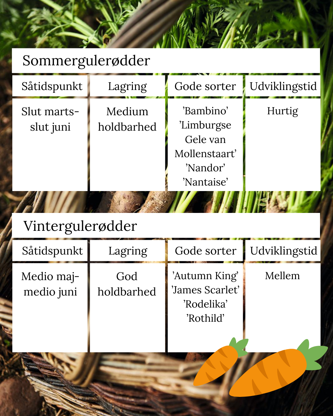 Oversigt over sommergulerødder og vintergulerødder.